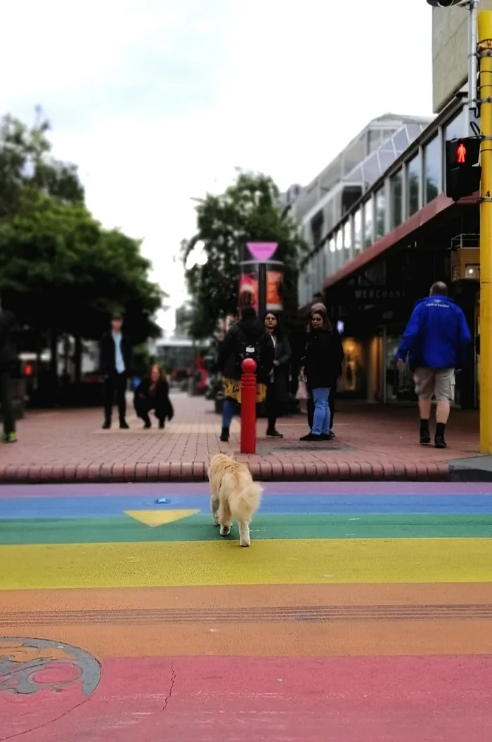 Este grupo de Facebook de 30.000 personas en Nueva Zelanda sirve para hacer fotos de un gato de la zona cada vez que se lo encuentran (30 fotos)