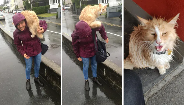 Este grupo de Facebook de 30.000 personas en Nueva Zelanda sirve para hacer fotos de un gato de la zona cada vez que se lo encuentran (30 fotos)