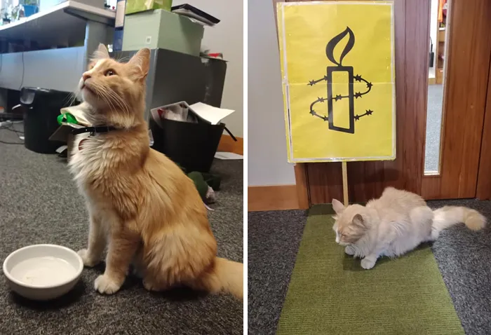 Este grupo de Facebook de 30.000 personas en Nueva Zelanda sirve para hacer fotos de un gato de la zona cada vez que se lo encuentran (30 fotos)
