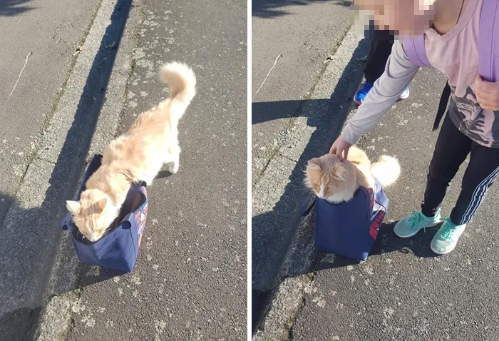 Este grupo de Facebook de 30.000 personas en Nueva Zelanda sirve para hacer fotos de un gato de la zona cada vez que se lo encuentran (30 fotos)