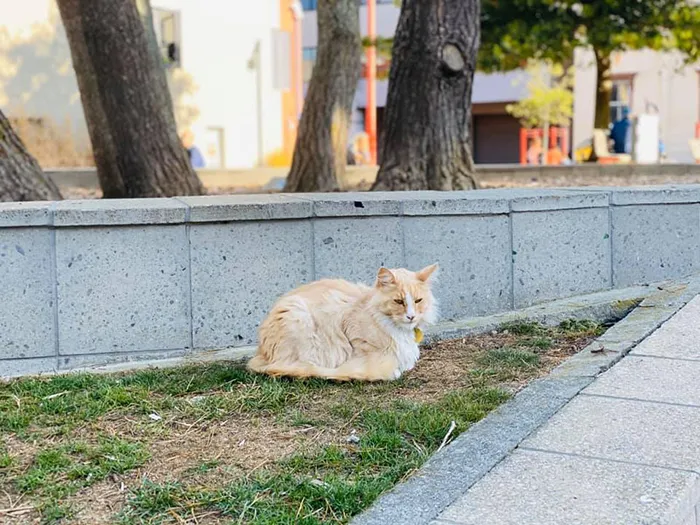 Este grupo de Facebook de 30.000 personas en Nueva Zelanda sirve para hacer fotos de un gato de la zona cada vez que se lo encuentran (30 fotos)