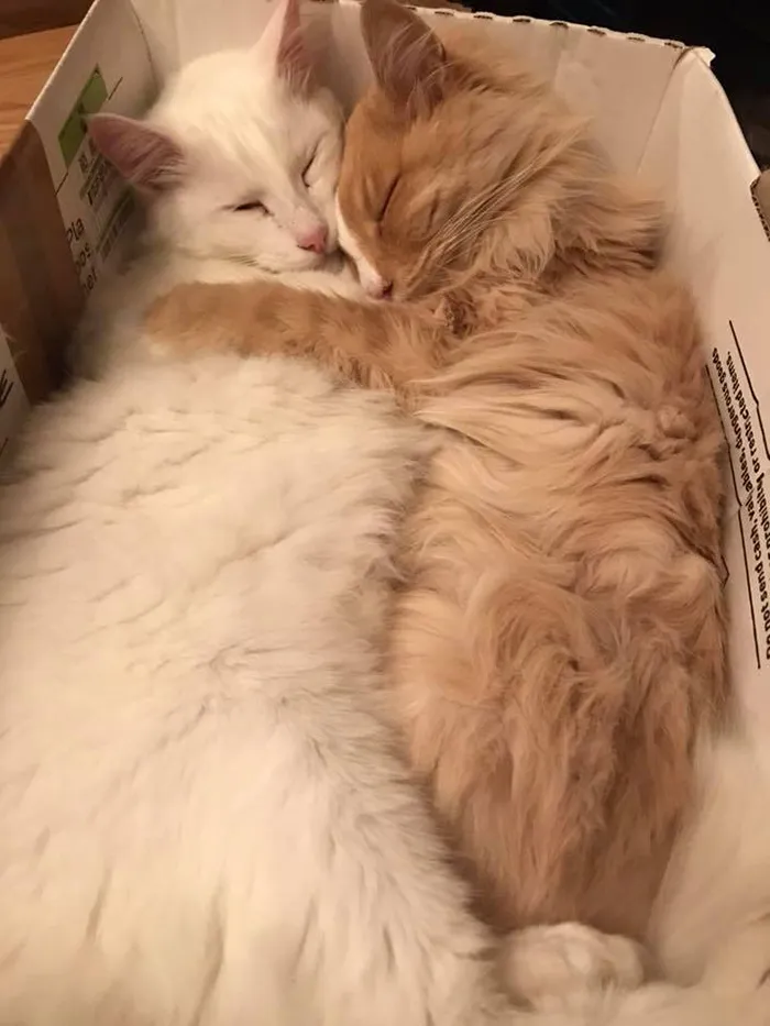 Este grupo de Facebook de 30.000 personas en Nueva Zelanda sirve para hacer fotos de un gato de la zona cada vez que se lo encuentran (30 fotos)