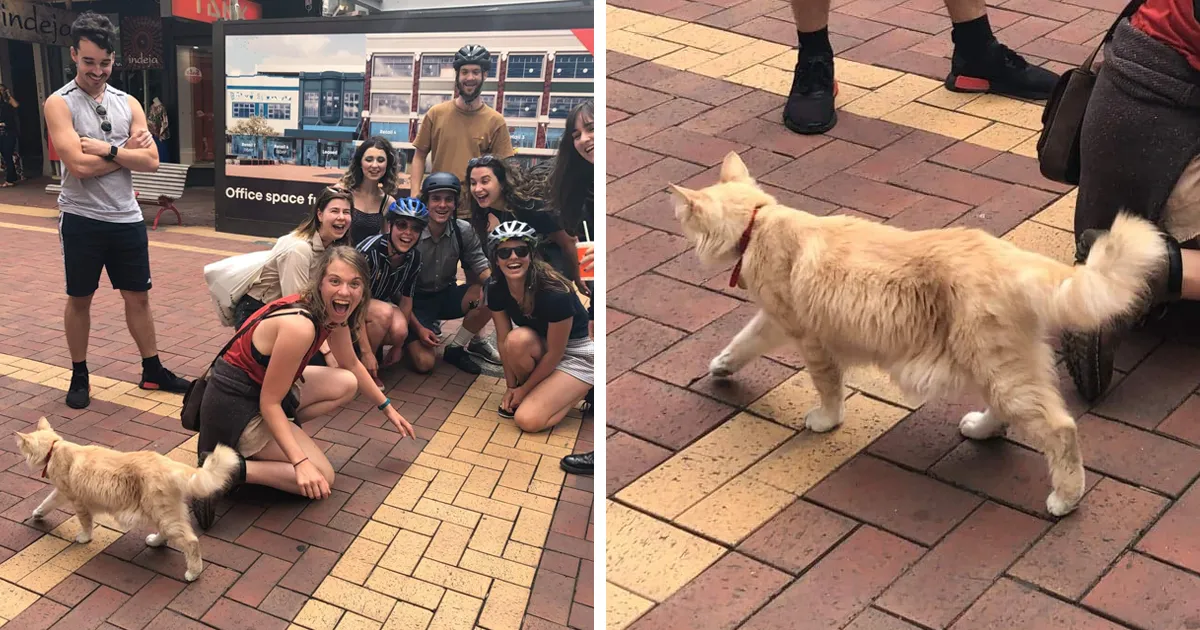 Este grupo de Facebook de 30.000 personas en Nueva Zelanda sirve para hacer fotos de un gato de la zona cada vez que se lo encuentran (30 fotos)