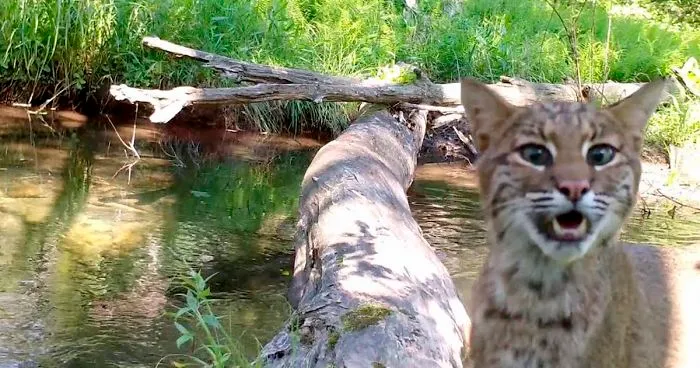 Man Films How Many Wild Animals Are Using This Log Bridge, Is Surprised It's That Many Different Kinds