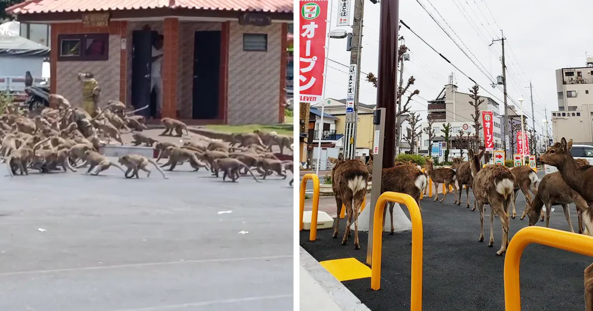 Los animales invaden las ciudades mientras la gente se encierra en casa por la cuarentena