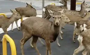 Los animales invaden las ciudades mientras la gente se encierra en casa por la cuarentena