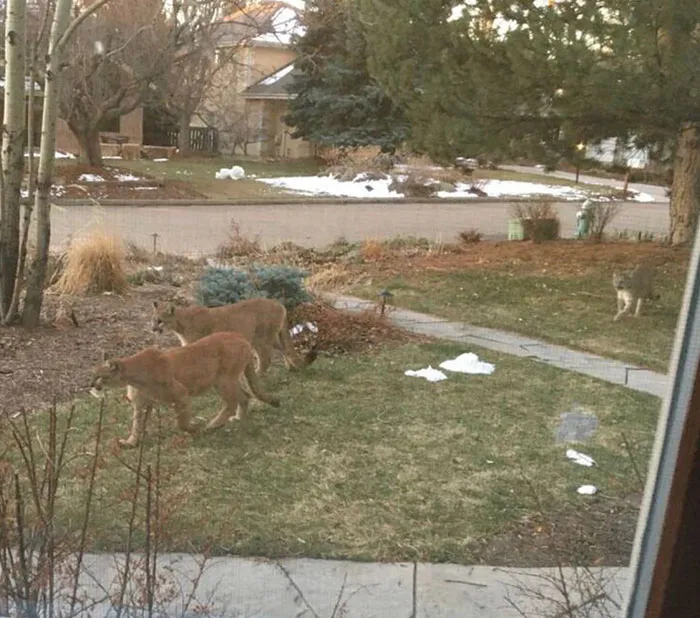 Leones de montaña por una zona residencial