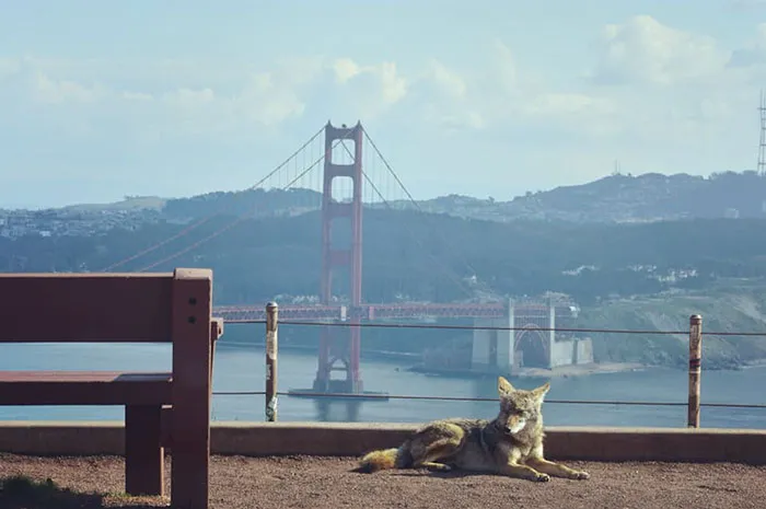 Coyote en San Francisco. Foto con zoom tomada desde dentro de un coche