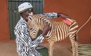These Conservation Workers Use Special Suits To Take Care Of Baby Zebras