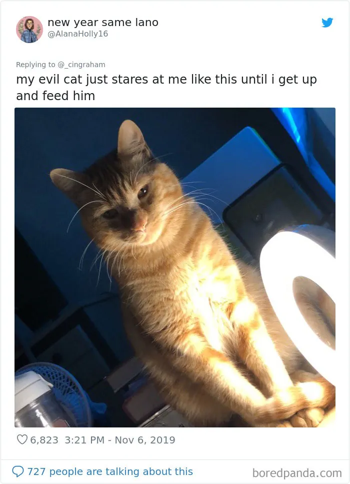 30 Times These Cat Owners Realized Their Pets Might Be Evil