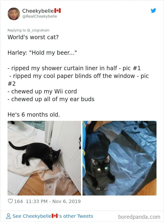 30 Times These Cat Owners Realized Their Pets Might Be Evil