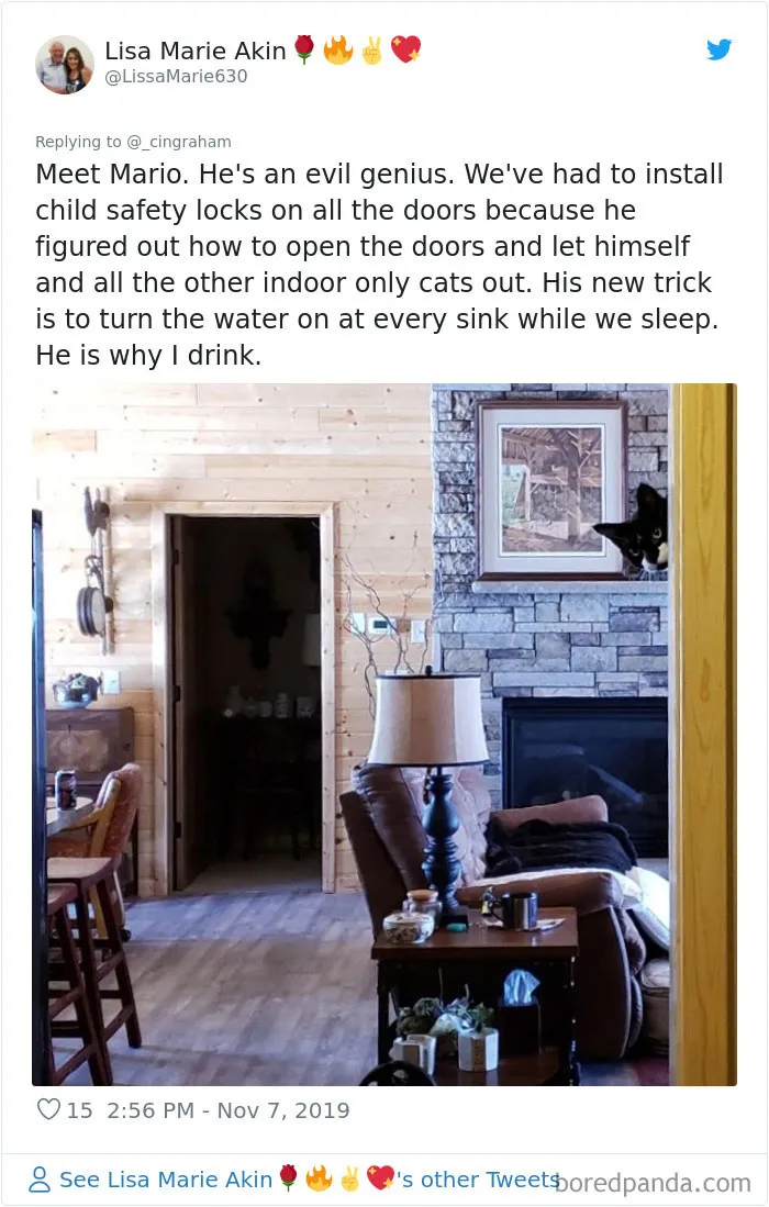 30 Times These Cat Owners Realized Their Pets Might Be Evil