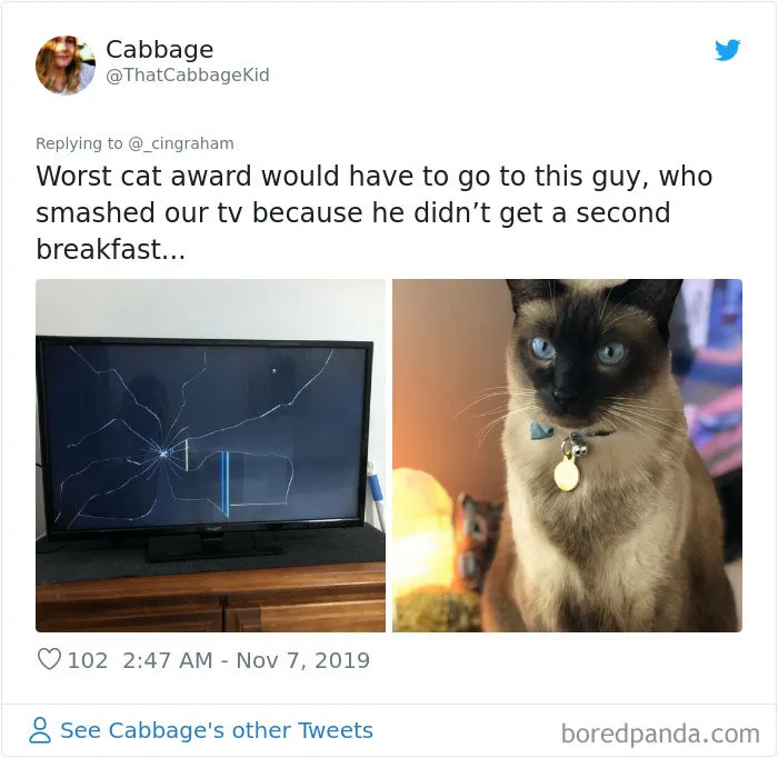 30 Times These Cat Owners Realized Their Pets Might Be Evil