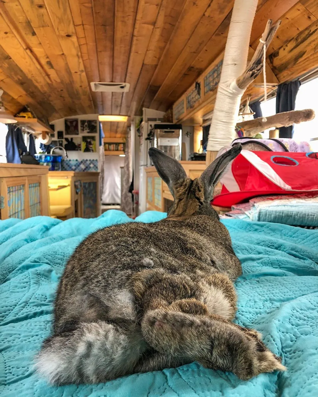 Off-Grid Bus Conversion Life With 5 Pets (Two Rabbits, Two Cats, And A Senior Dog)