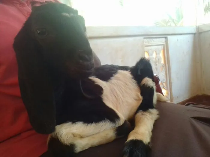 Siempre viene a darme ánimos