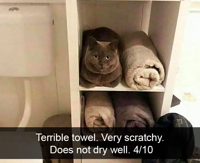 35 Hilarious Cat Snapchats That Will Put A Smile On Your Face (New Pics)