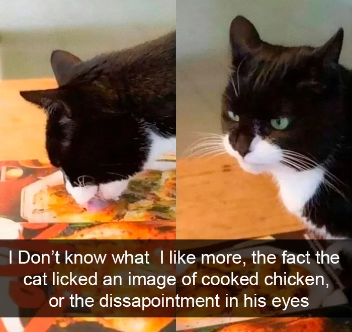 35 Hilarious Cat Snapchats That Will Put A Smile On Your Face (New Pics)