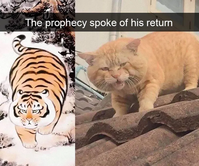 35 Hilarious Cat Snapchats That Will Put A Smile On Your Face (New Pics)