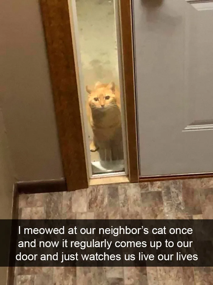 35 Hilarious Cat Snapchats That Will Put A Smile On Your Face (New Pics)