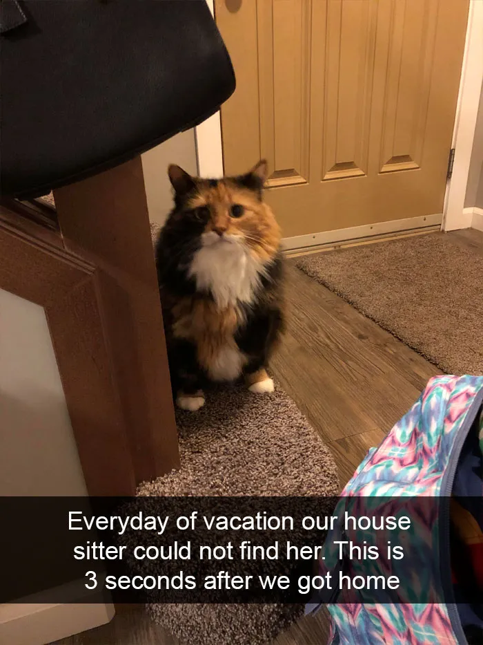 35 Hilarious Cat Snapchats That Will Put A Smile On Your Face (New Pics)