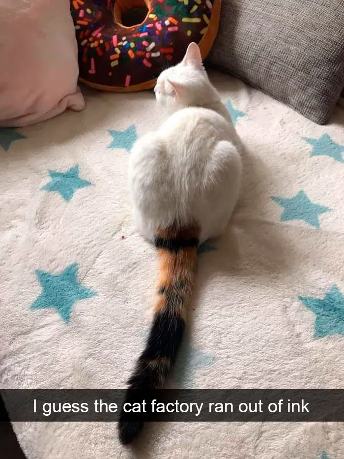 35 Hilarious Cat Snapchats That Will Put A Smile On Your Face (New Pics)