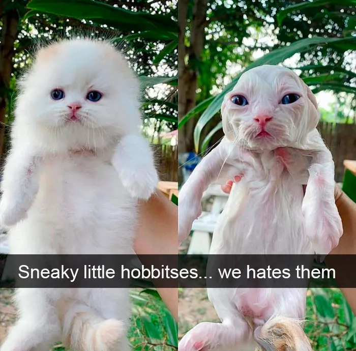 35 Hilarious Cat Snapchats That Will Put A Smile On Your Face (New Pics)