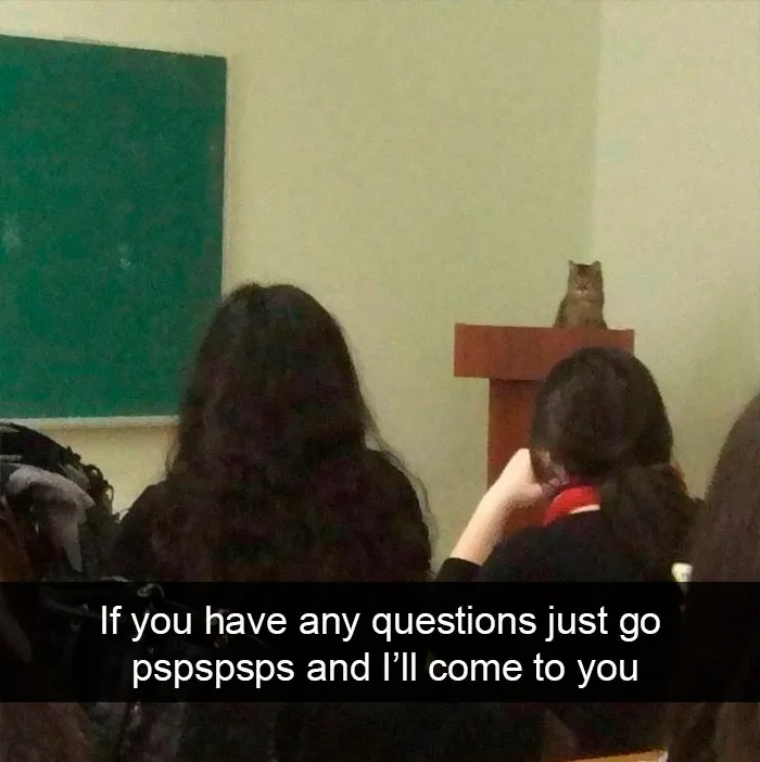 35 Hilarious Cat Snapchats That Will Put A Smile On Your Face (New Pics)