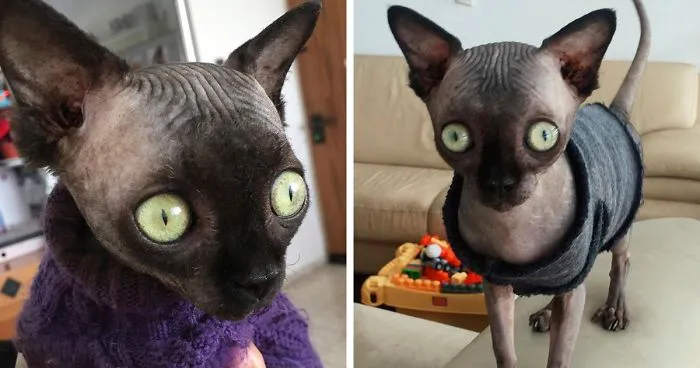 Sphynx Kitty With Rare Neurological Condition Looks Like A Bat And It Has Made Her An Online Sensation