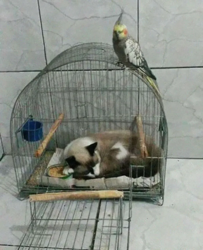 40 Gatos que se quedaron dormidos en los lugares más raros (Nuevas imágenes)