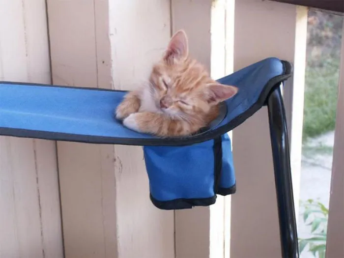 40 Gatos que se quedaron dormidos en los lugares más raros (Nuevas imágenes)