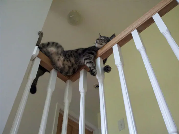 40 Cats That Fell Asleep In The Weirdest Places (New Pics)