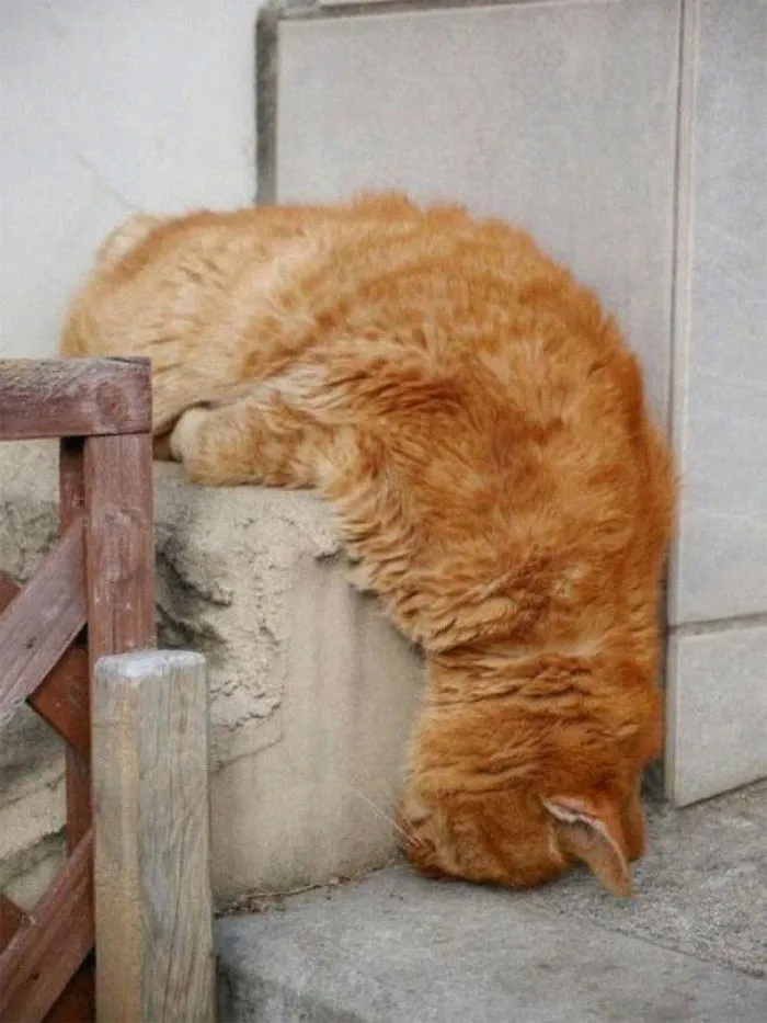 40 Gatos que se quedaron dormidos en los lugares más raros (Nuevas imágenes)