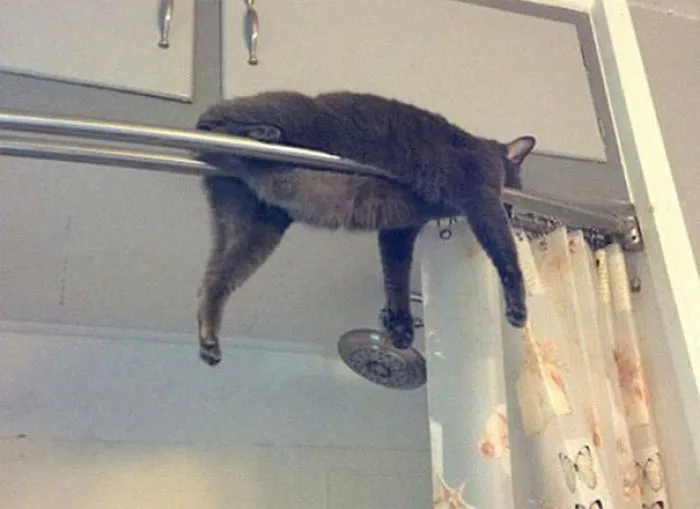 40 Cats That Fell Asleep In The Weirdest Places (New Pics)