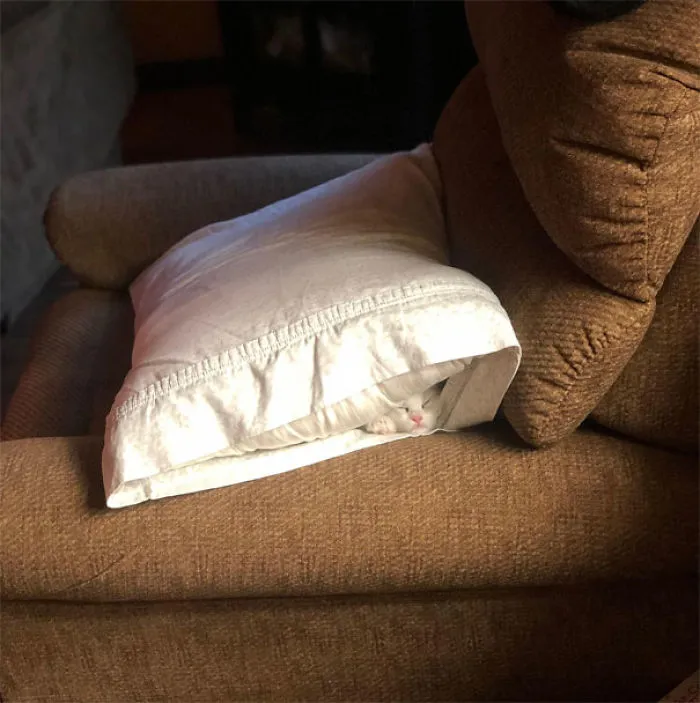 40 Gatos que se quedaron dormidos en los lugares más raros (Nuevas imágenes)