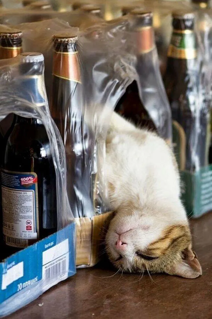 40 Gatos que se quedaron dormidos en los lugares más raros (Nuevas imágenes)
