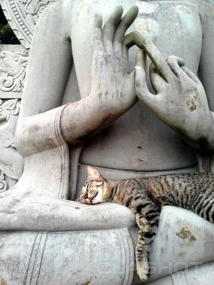 40 Gatos que se quedaron dormidos en los lugares más raros (Nuevas imágenes)
