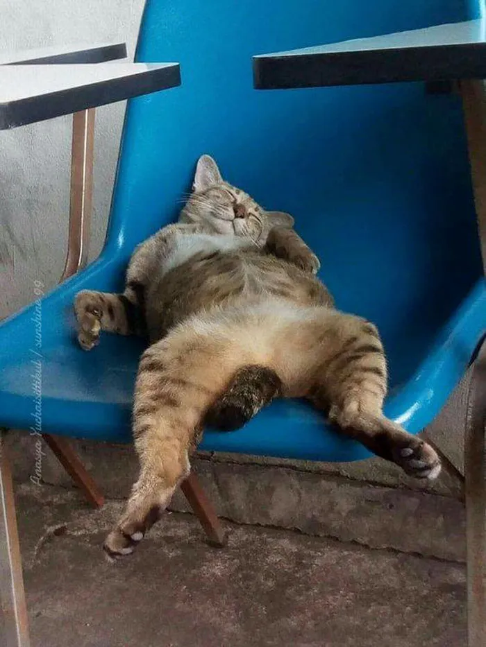 40 Cats That Fell Asleep In The Weirdest Places (New Pics)