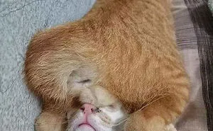 40 Cats That Fell Asleep In The Weirdest Places (New Pics)