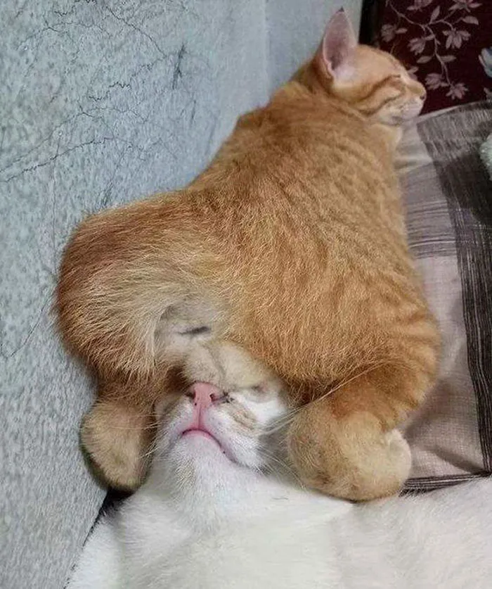 40 Gatos que se quedaron dormidos en los lugares más raros (Nuevas imágenes)
