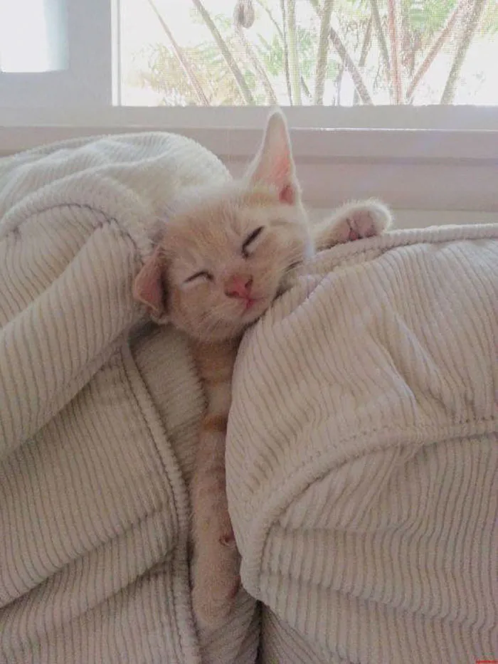 40 Cats That Fell Asleep In The Weirdest Places (New Pics)