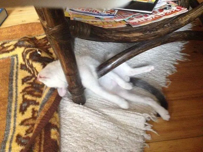 40 Gatos que se quedaron dormidos en los lugares más raros (Nuevas imágenes)