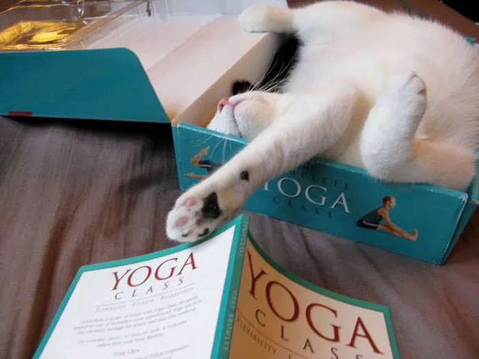 40 Gatos que se quedaron dormidos en los lugares más raros (Nuevas imágenes)
