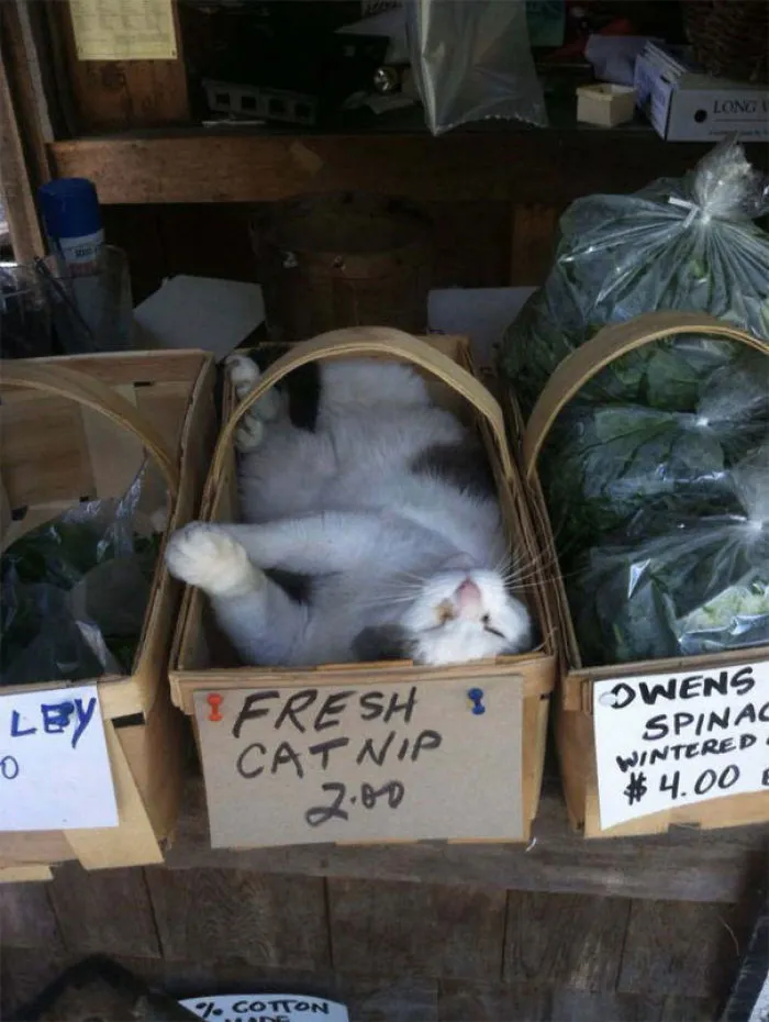 40 Gatos que se quedaron dormidos en los lugares más raros (Nuevas imágenes)