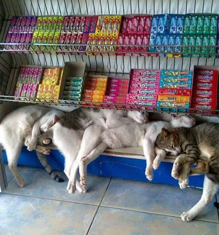 40 Gatos que se quedaron dormidos en los lugares más raros (Nuevas imágenes)