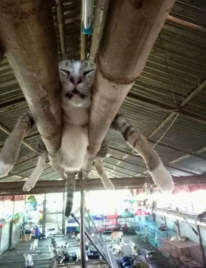 40 Gatos que se quedaron dormidos en los lugares más raros (Nuevas imágenes)