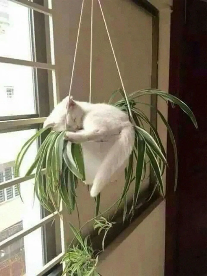 40 Cats That Fell Asleep In The Weirdest Places (New Pics)