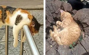 40 Gatos que se quedaron dormidos en los lugares más raros (Nuevas imágenes)