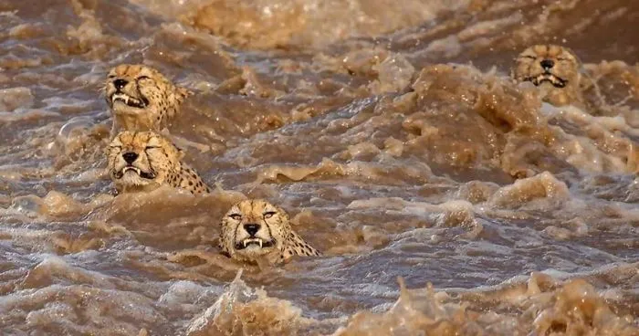 Estos fotógrafos vieron a 5 guepardos cruzando un río crecido y lleno de cocodrilos