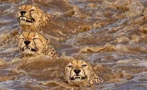 Photographers Get To Witness 5 Cheetahs Crossing A Flooded River Infested With Crocodiles