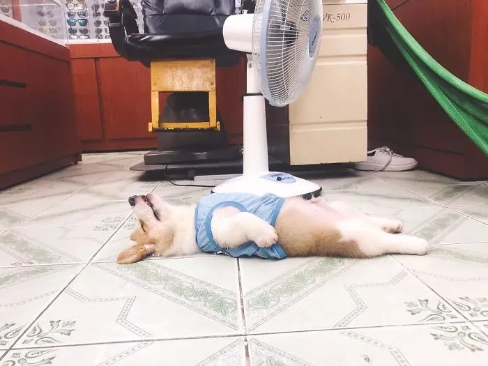 This Dog Is Being Drugged!!!